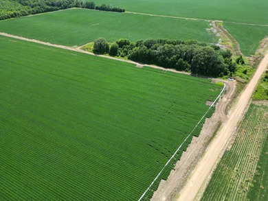 655 acres of production ag land with duck and deer opportunities - photo 2
