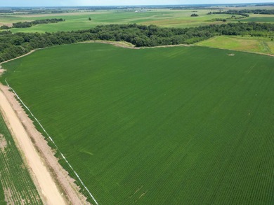 655 acres of production ag land with duck and deer opportunities - photo 3