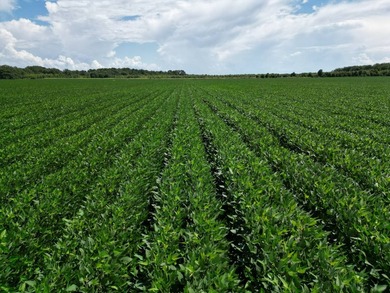 655 acres of production ag land with duck and deer opportunities - photo 6