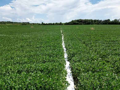 655 acres of production ag land with duck and deer opportunities - photo 7
