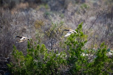 Located 1.5 miles south of Pandale in northwestern Val Verde - photo 18