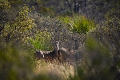 Located 1.5 miles south of Pandale in northwestern Val Verde - photo 21