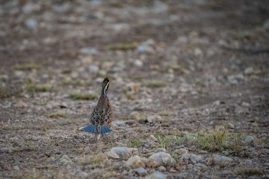 Located 1.5 miles south of Pandale in northwestern Val Verde - photo 23