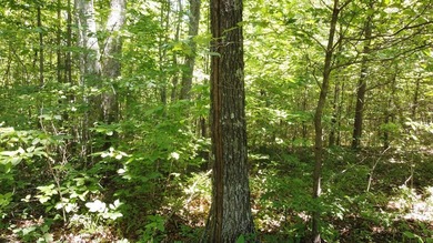 Beautiful lot in Long Branch! Great location that is just a - photo 3