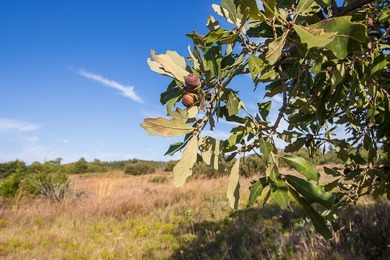 Tract 1 - 125+/- Acres | Woodward County, OK Located in the - photo 6
