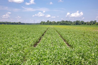 Delta Row Crop & Hunting Paradise This exceptional row crop farm - photo 13