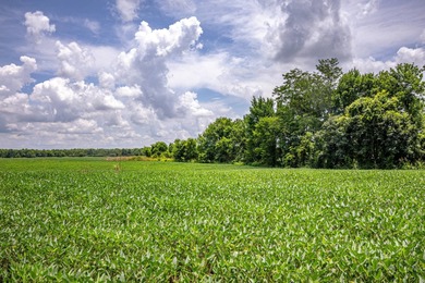 Delta Row Crop & Hunting Paradise This exceptional row crop farm - photo 21