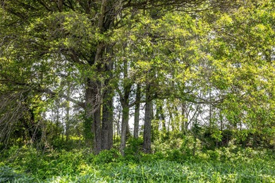 Delta Row Crop & Hunting Paradise This exceptional row crop farm - photo 25