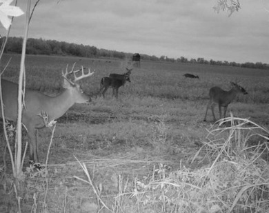 Delta Row Crop & Hunting Paradise This exceptional row crop farm - photo 34