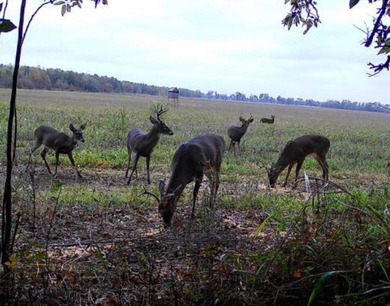 Delta Row Crop & Hunting Paradise This exceptional row crop farm - photo 35