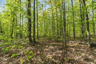 Rare opportunity to own three beautifully wooded lots in the - photo 3