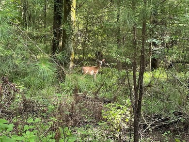 Escape to the natural beauty of Toledo Bend with this unique - photo 13