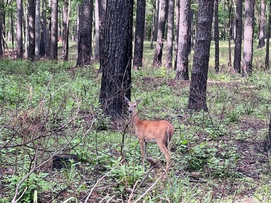 Escape to the natural beauty of Toledo Bend with this unique - photo 14