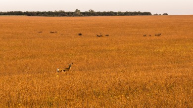 Lakeview Legacy Farms offers the best of South Dakota's sporting - photo 13
