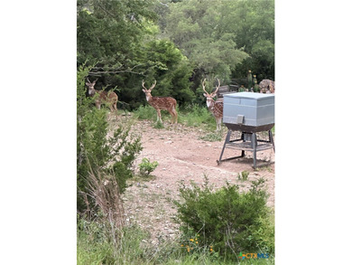 Set on more than six private acres overlooking Canyon Lake, this - photo 43
