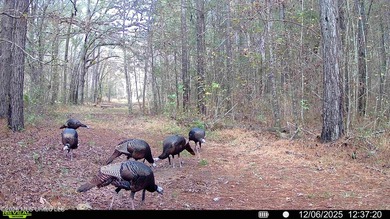 Just outside of Flora, this remarkable 560+/- acre tract offers - photo 3