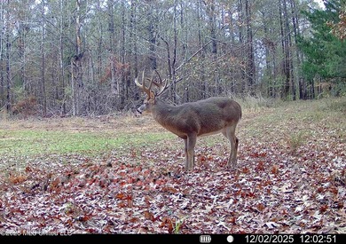 Just outside of Flora, this remarkable 560+/- acre tract offers - photo 5