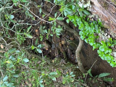 (private lake, pond, creek) Lot For Sale in Franklin North Carolina