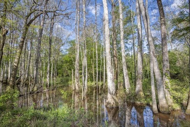 463 acres in North St. Helena Parish, LA just south of the MS - photo 5