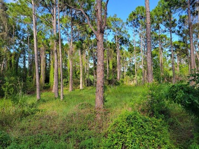 1.25 acre unimproved vacant treed lot in one of the least known - photo 4
