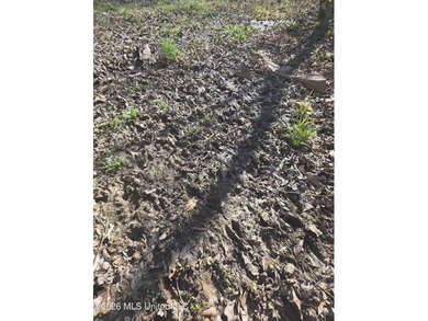 160+/- Acres - Bogue Chitto, Mississippi | Riverfront Hunting - photo 8