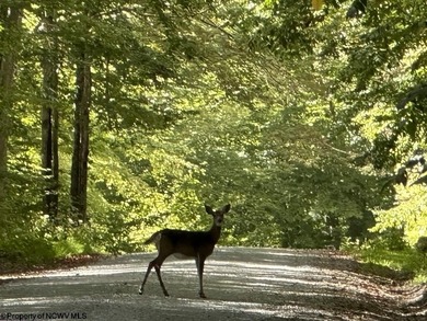 Tucked away on a serene 2-acre wooded lot in the highly - photo 49