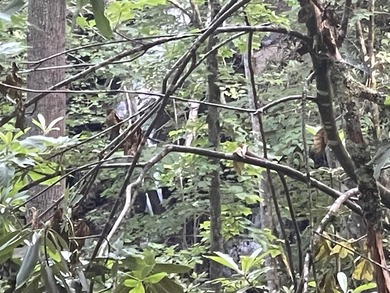 (private lake, pond, creek) Acreage For Sale in Tuckasegee North Carolina