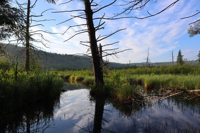 Wooded tract on a quiet road in the Adirondack Mountains of - photo 2