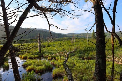 Wooded tract on a quiet road in the Adirondack Mountains of - photo 3