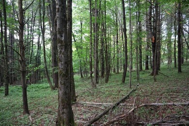 Wooded tract on a quiet road in the Adirondack Mountains of - photo 8