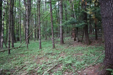 Wooded tract on a quiet road in the Adirondack Mountains of - photo 9