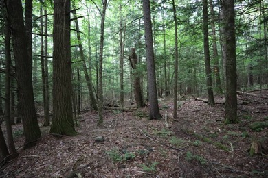 Wooded tract on a quiet road in the Adirondack Mountains of - photo 10