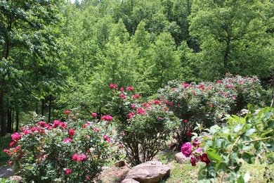 NEW PRICE!! HERE IS YOUR MOUNTAIN GETAWAY!! The mountain is - photo 8