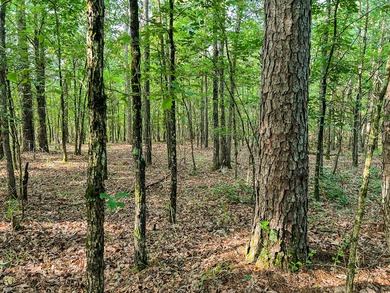 A recreational paradise located in the heart of Arkansas. From - photo 30