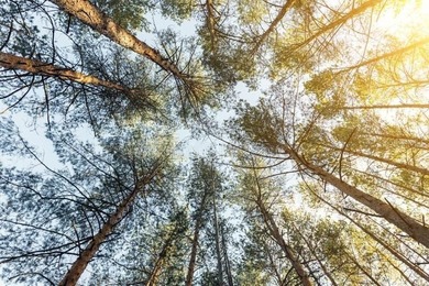 Lake Weohyakapka Lot For Sale in Indian Lake Estates Florida