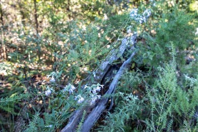 3.9 Acres Overlooking the White River - Mountain Home, AR This 3 - photo 14