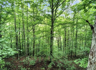 4.5 Acres Near Dale Hollow Lake - Ready for Your Dream Lake - photo 12
