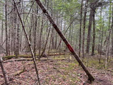 If you've been searching for an affordable piece of Maine land - photo 15