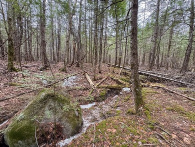 If you've been searching for an affordable piece of Maine land - photo 17