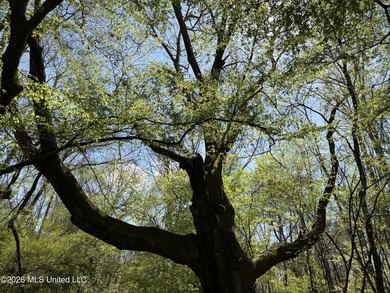 If you've been searching for an affordable piece of land with - photo 29
