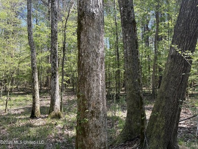 If you've been searching for an affordable piece of land with - photo 33