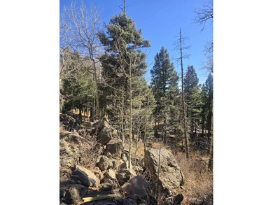 Incredible opportunity in Angel Fire! Build your dream home on - photo 15