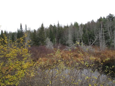 A great place for privacy with all the firewood you could ever - photo 2