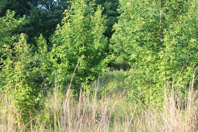 ract 1, 5+/- Acres Build Sites Near Shoal Bay Park Midwest Land - photo 33
