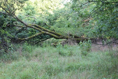 ract 1, 5+/- Acres Build Sites Near Shoal Bay Park Midwest Land - photo 42