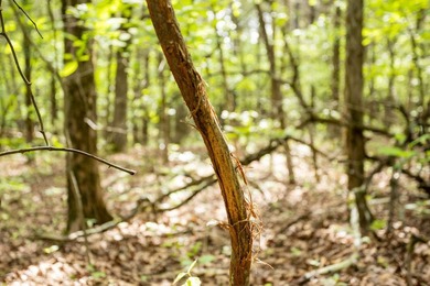 This 32 +/- acre tract in Boone County offers a prime - photo 35