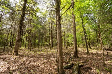 This 32 +/- acre tract in Boone County offers a prime - photo 42