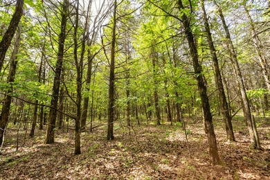 This 32 +/- acre tract in Boone County offers a prime - photo 43