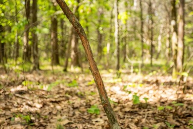 This 32 +/- acre tract in Boone County offers a prime - photo 44