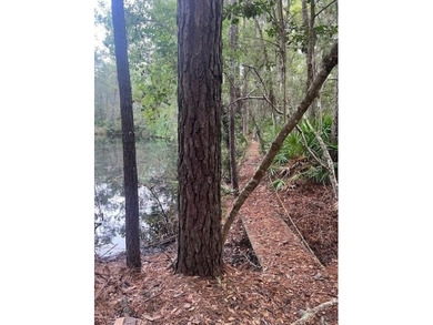 This 5.18 acre tract is located right off Hwy 99 between Eulonia - photo 11